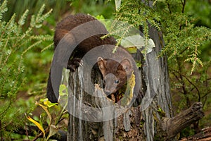 Pine Marten