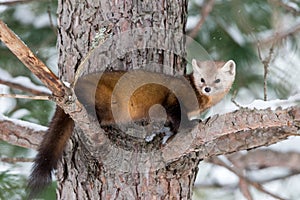 Pine Marten balanced on tree braches