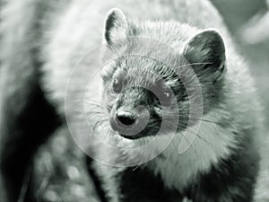 Pine Marten in black and white