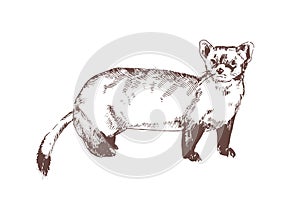 Pine marten hand drawn with contour lines on white background. Elegant detailed drawing of carnivorous animal. Wild