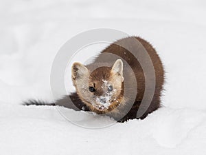 Pine Marten hunkering down in snow