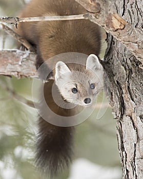 Pine Marten Martes americana in Algonquin Park in winter snow in Canada