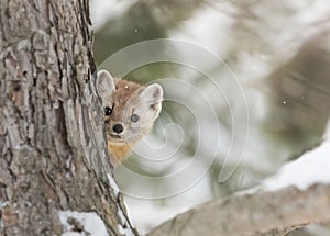 Pine marten photo