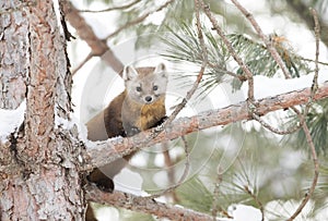 Pine marten Martes americana on a tree in Algonquin Park in winter in Canada photo