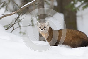 Pine marten photo