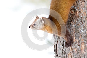 Pine marten Martes americana on a tree in Algonquin Park in winter in Canada photo