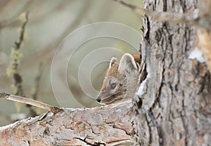 Pine marten Martes americana on a tree in Algonquin Park, Canada in winter photo