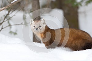 Pine marten Martes americana on a tree in Algonquin Park in winter in Canada