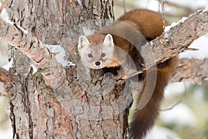 Pine marten photo