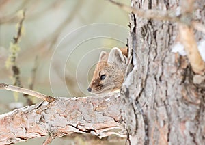 Pine marten photo