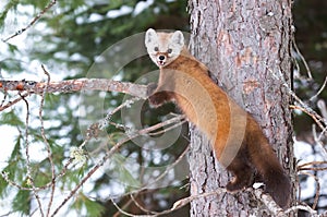 Pine marten Martes americana on a tree branch in Algonquin Park in winter in Canada