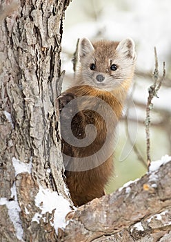 A Pine marten sitting on a snow covered tree branch in Algonquin Park, Canada