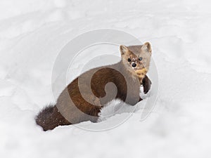 Pine Marten surrounded by snow