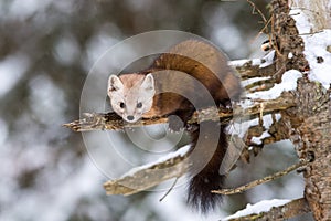 Pine Marten on a tree branch