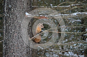 Pine Marten on a tree branch in winter photo