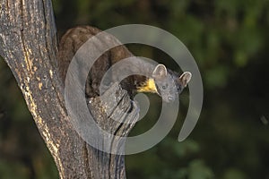 Pine marten on trunk in forest at night