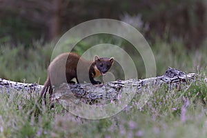 Pine Marten â€“ Martes martes - hunting for the next meal