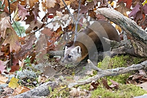 A pine Martin fixing to pounce on prey