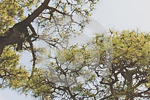 Pine Matsu Tree in japan