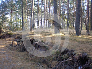 Pine, mixed forest, a way in the forest, autumn, tree shadows