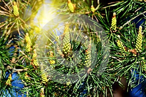 Pine mountain. Needles and buds in the sun