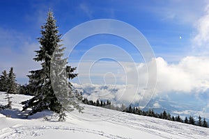 Pine in mountains