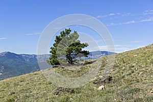 Pine on the mountainside