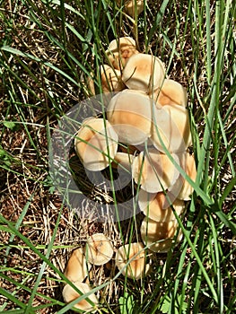 Pine mushroom