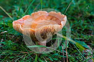 Pine mushroom Lactarius deliciosus close up macro