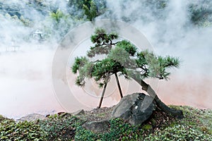 Pine near hot spring Jigoku, multi-colored volcanic pool of boiling water in Kannawa district in Beppu, Japan