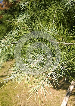 Pine needle