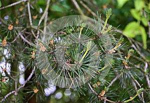 Pine needle