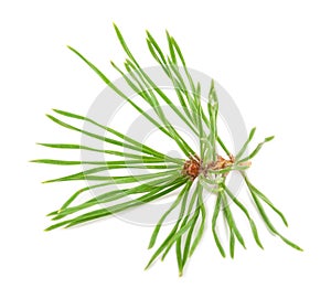 Pine needle