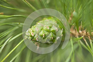 Pine needle with big dewdrops after rain