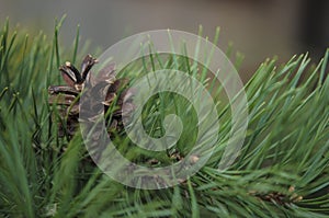 Pine needle with big dewdrops after rain