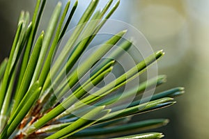 Pine needle closeup
