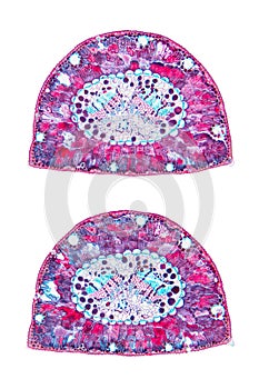 Pine tree leaf, needle of Pinus, cross section, 20X light micrograph