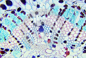 Pine needle cross-section under the microscope, background