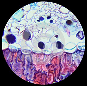 Pine needle cross-section under the microscope, background
