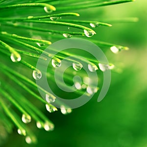 Pine needle with dewdrops