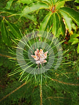 Pine needle diverge from the center. Closeup of a pine tree branch