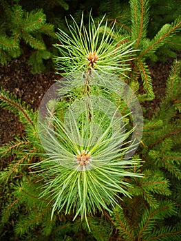 Pine needle diverge from the center. Closeup of a pine tree branch