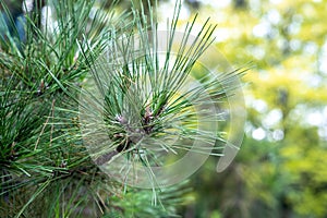 A pine needle in an outdoor pine tree