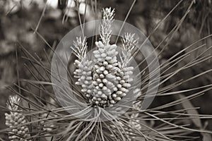 Pine needle and pine nuts on tree photo