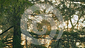 Pine Needle With Raindrops On Pine Needles. Wet Coniferous Needles With Raindrops In Bright Sun. Pan.