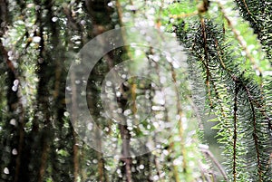 Pine needle, Siberia, Buryatia, Tunka valley, summer, landscape, large