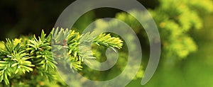 Pine needle tree branch baner, young green fir tree branches, green background. Christmas green card, ecology, spring fir branche