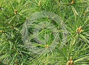 Pine needles