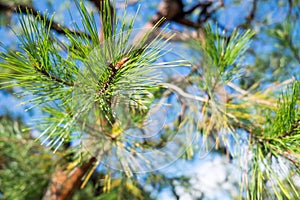 Pine needles