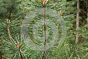 Pine needles